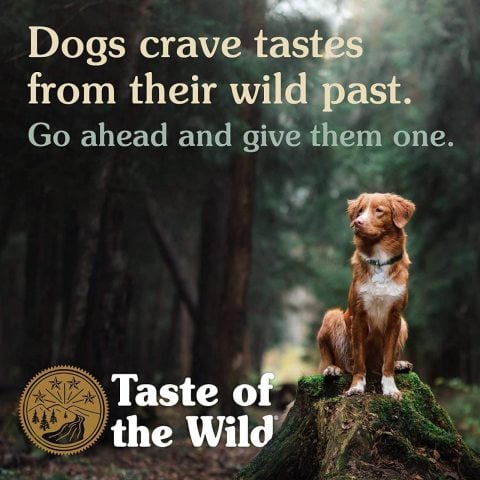 Taste of the Wild High Prairie Tahılsız Yetişkin Köpek Maması 12.2 Kg
