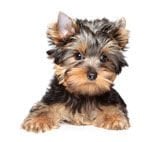 Köpek