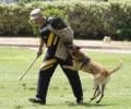 Köpek Eğitim Ürünleri