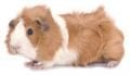 Ginepig