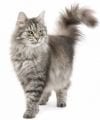 Yetişkin Kedi Maması