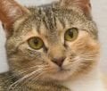 Yaşlı Kedi Maması