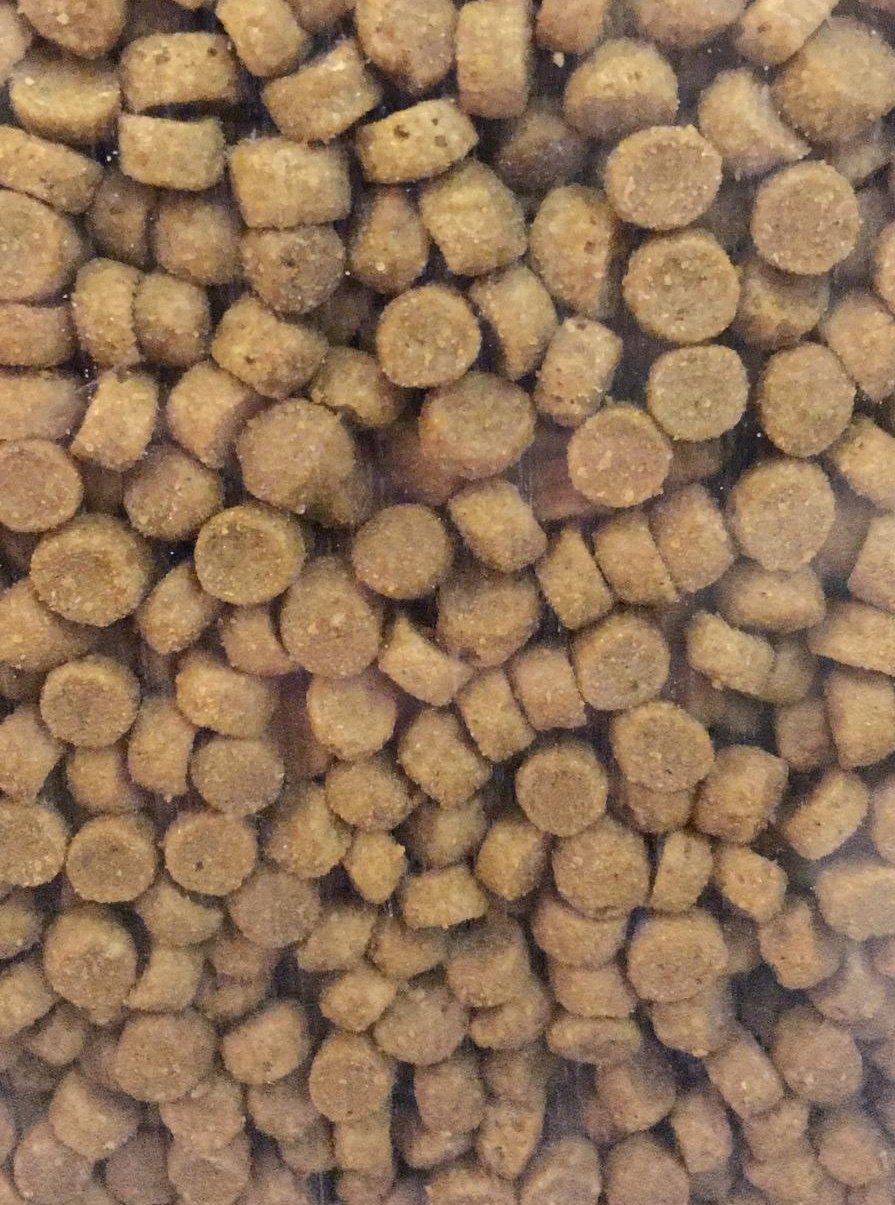 Pro Plan Tavuklu Yavru Kedi Maması