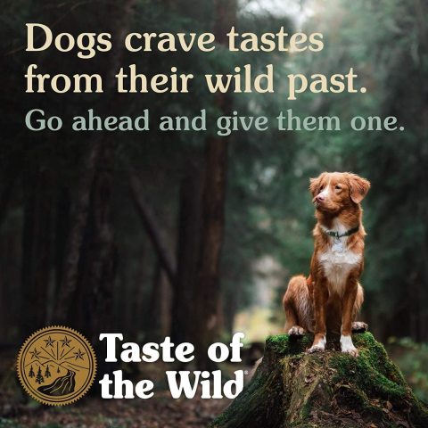Taste Of The Wild High Prairie Tahılsız Yetişkin Köpek Maması 12.2 Kg
