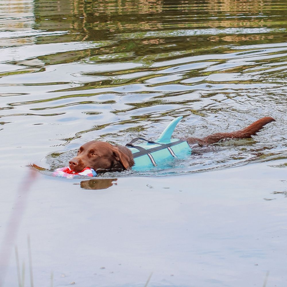 Can Yeleği Köpek ''Sharki''