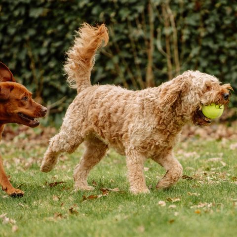 Tenis Topu Öten 3 Lü 4.5 Cm Çap