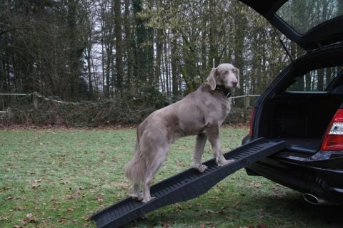 Köpek Rampası Katlanır 40x 152 Cm