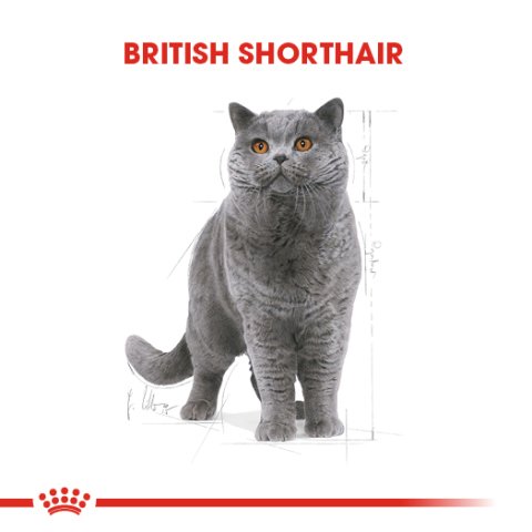 Royal Canin Adult British Shorthair 4 Kg