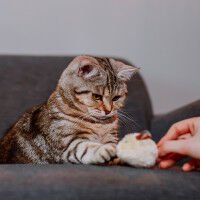 Peluş Fare Deri Kuyruklu 3 Lü Catnipli 6 cm