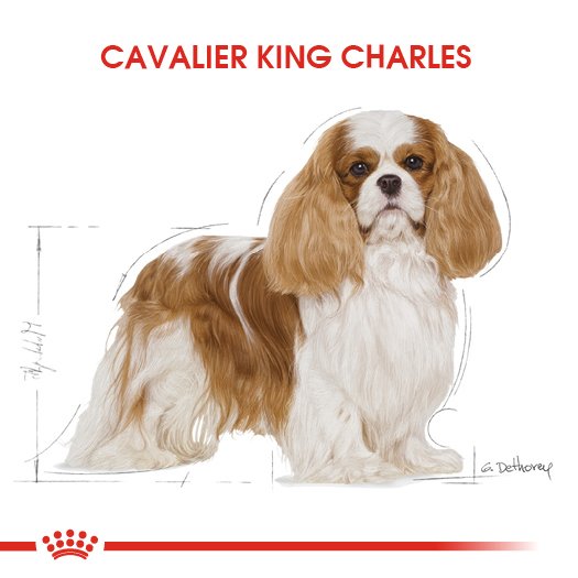Royal Canin Adult Cavalier King Charles 1,5 Kg