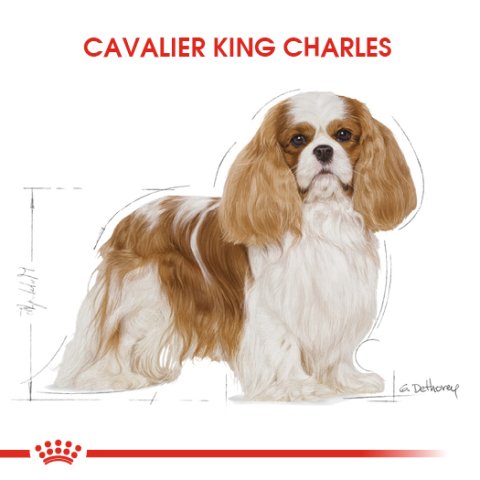 Royal Canin Adult Cavalier King Charles 1,5 Kg