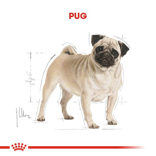 Royal Canin Adult Pug  1.5 Kg