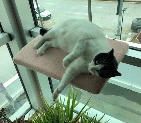 Kedi Cam Önü Oturma Platformu