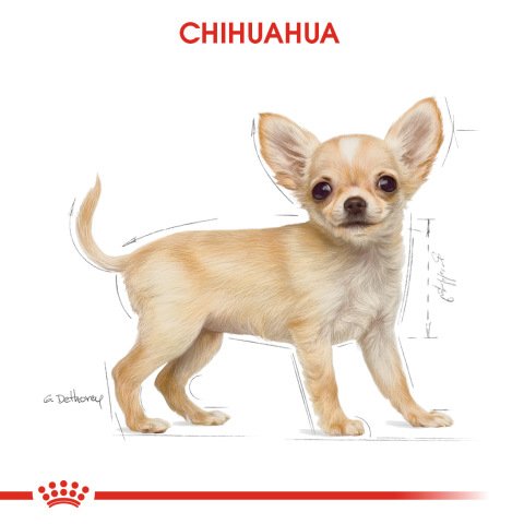 Royal Canin Chihuahua Puppy 1.5 Kg