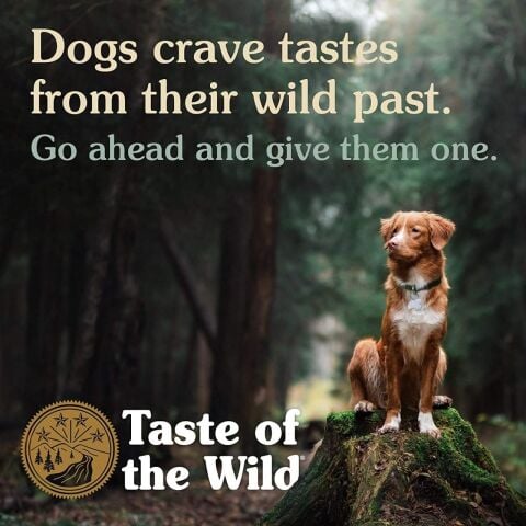 Taste Of The Wild High Prairie Tahılsız Yetişkin Köpek Maması 5.6 Kg