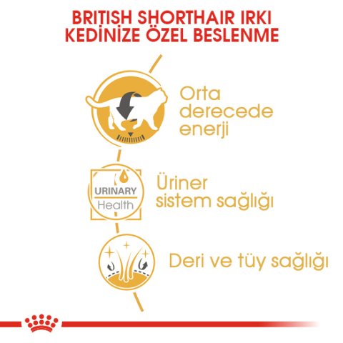 Royal Canin British Short Hair 85 Gr 12 Li Ambalaj