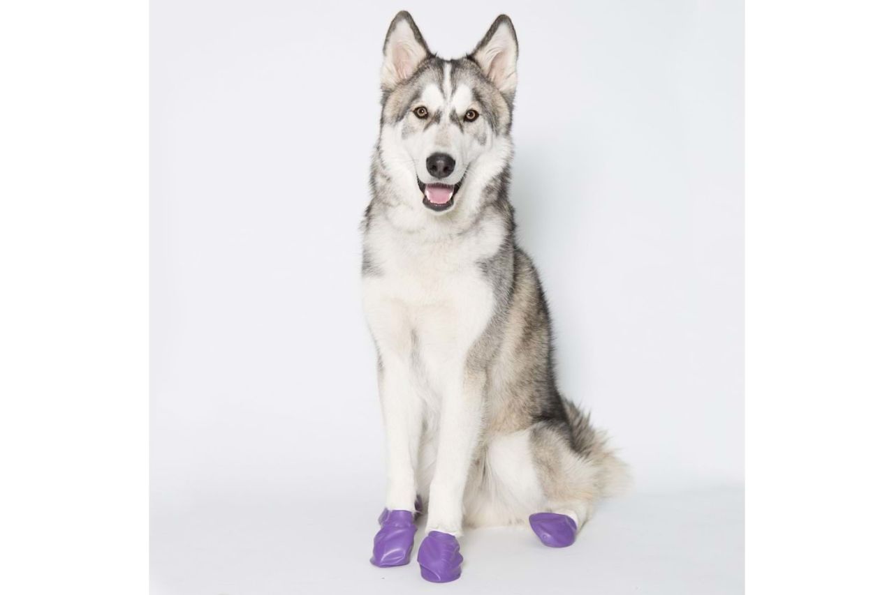 Pawz Large Köpek Galoşu