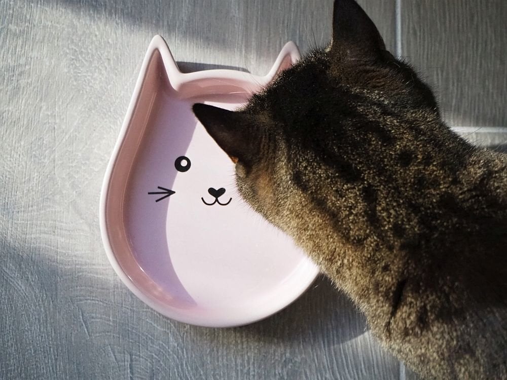 Kedi Mama Kabı Seramik Nobby PEMBE